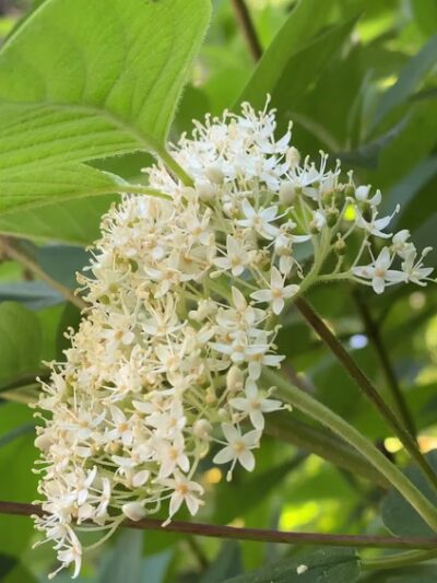 Linwood Park - Kenmore, WA