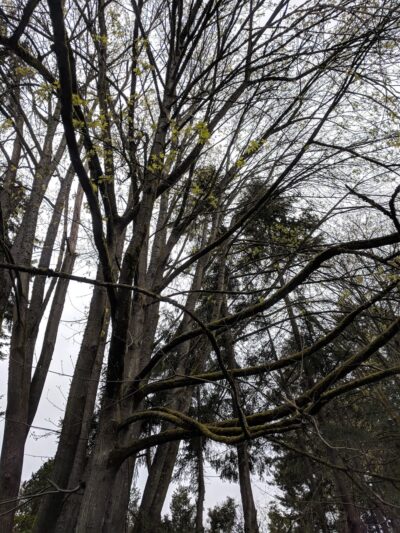 Linwood Park - Kenmore, WA