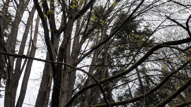 Linwood Park - Kenmore, WA