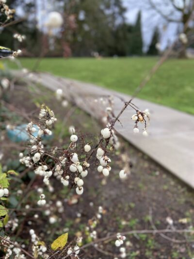 Moorlands Park - Kenmore, WA