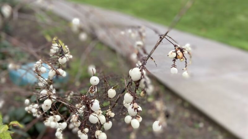 Moorlands Park - Kenmore, WA