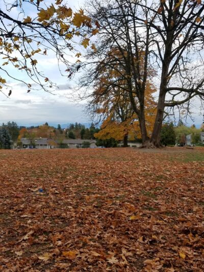 Moorlands Park - Kenmore, WA