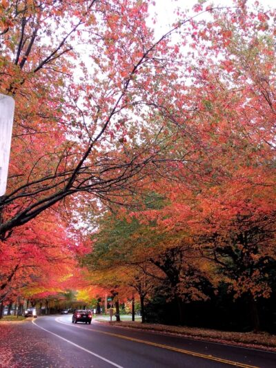 Northshore Summit Park - Kenmore, WA