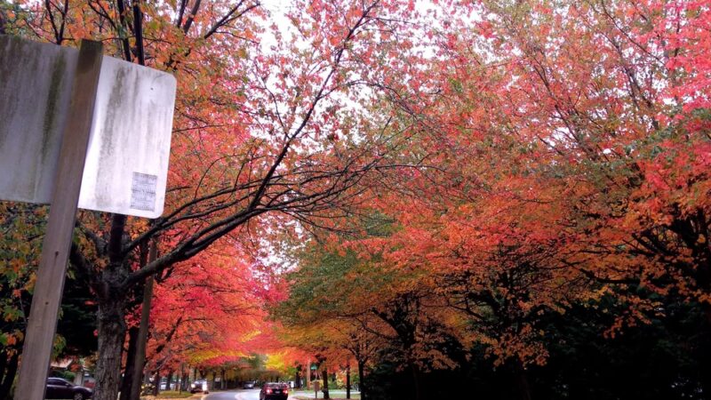 Northshore Summit Park - Kenmore, WA