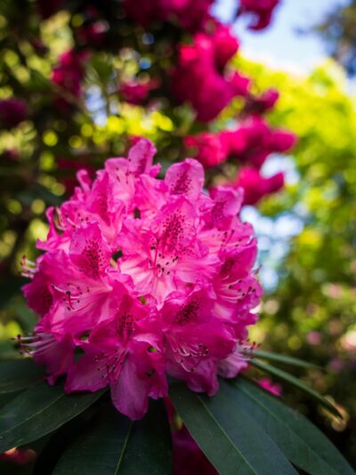 Rhododendron Park - Kenmore, WA