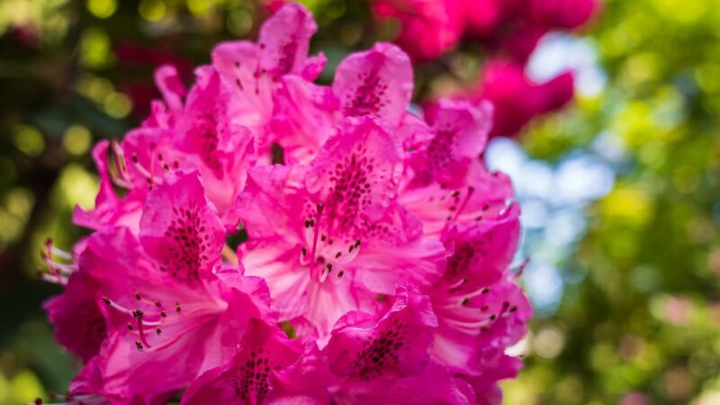 Rhododendron Park - Kenmore, WA