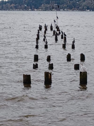 Tracy Owen Station at Log Boom Park - Kenmore, WA