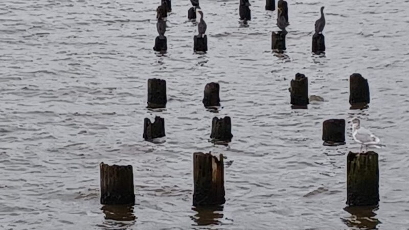 Tracy Owen Station at Log Boom Park - Kenmore, WA