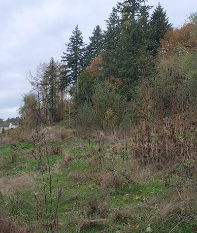 Twin Springs Park - Kenmore, WA