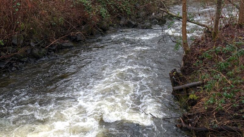 Wallace Swamp Creek Park - Kenmore, WA