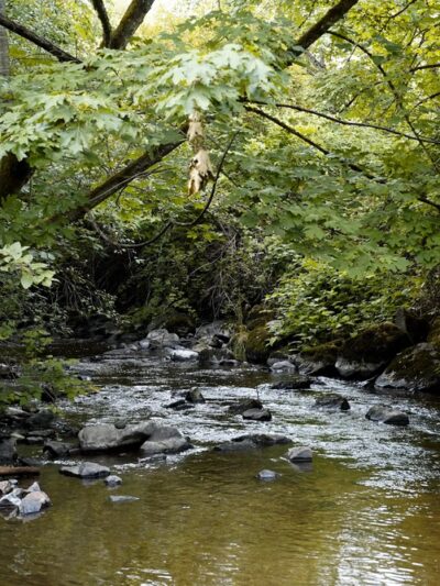 Wallace Swamp Creek Park - Kenmore, WA