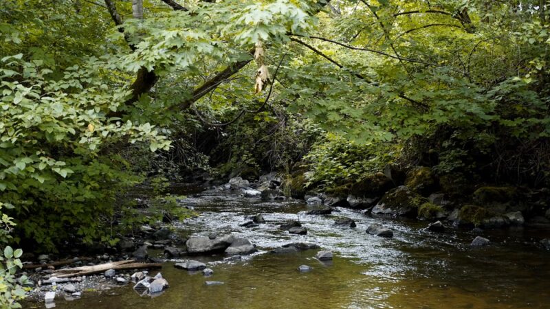 Wallace Swamp Creek Park - Kenmore, WA