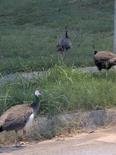 Rodgers Farm Park - Kennedale, TX