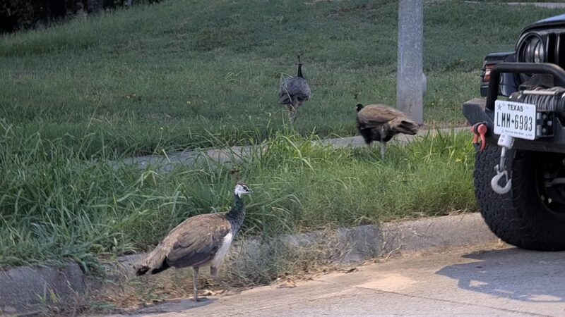 Rodgers Farm Park - Kennedale, TX