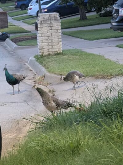 Rodgers Farm Park - Kennedale, TX