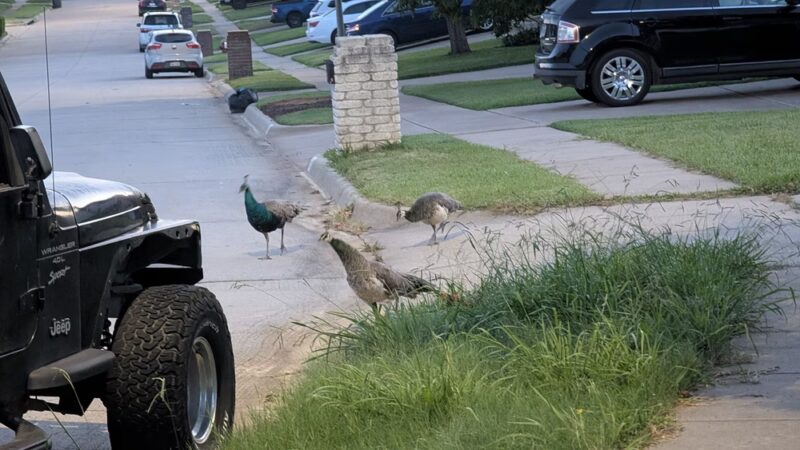 Rodgers Farm Park - Kennedale, TX