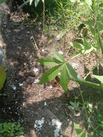 Indian Park - Kennett, MO