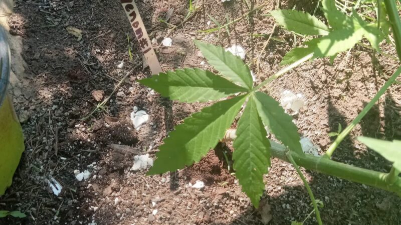 Indian Park - Kennett, MO