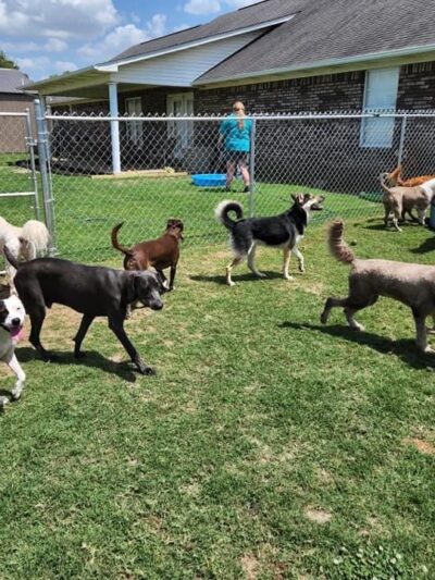 The Spot Doggie Daycare Resort - Kennett, MO