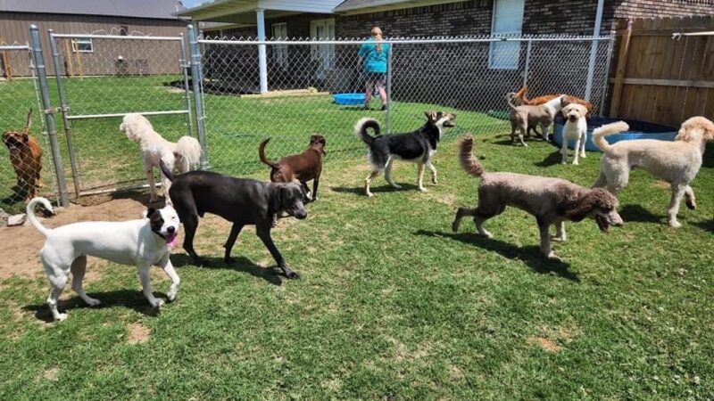 The Spot Doggie Daycare Resort - Kennett, MO