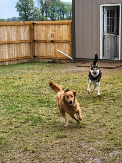 The Spot Doggie Daycare Resort - Kennett, MO