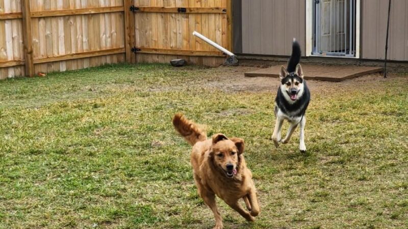 The Spot Doggie Daycare Resort - Kennett, MO