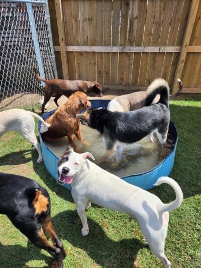 The Spot Doggie Daycare Resort - Kennett, MO