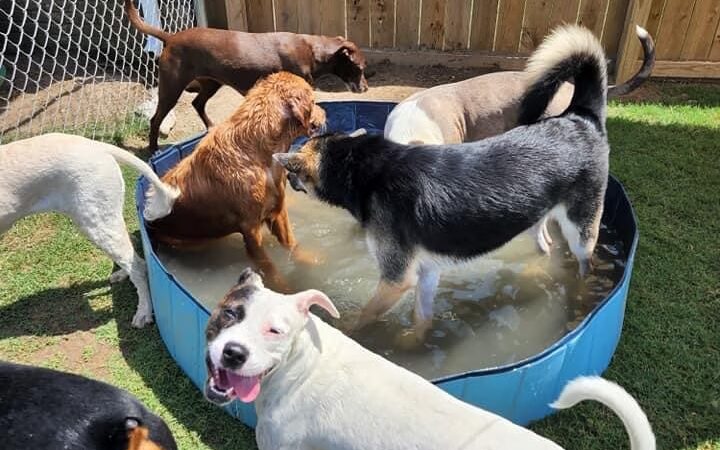 The Spot Doggie Daycare Resort - Kennett, MO