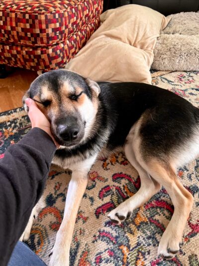 The Spot Doggie Daycare Resort - Kennett, MO