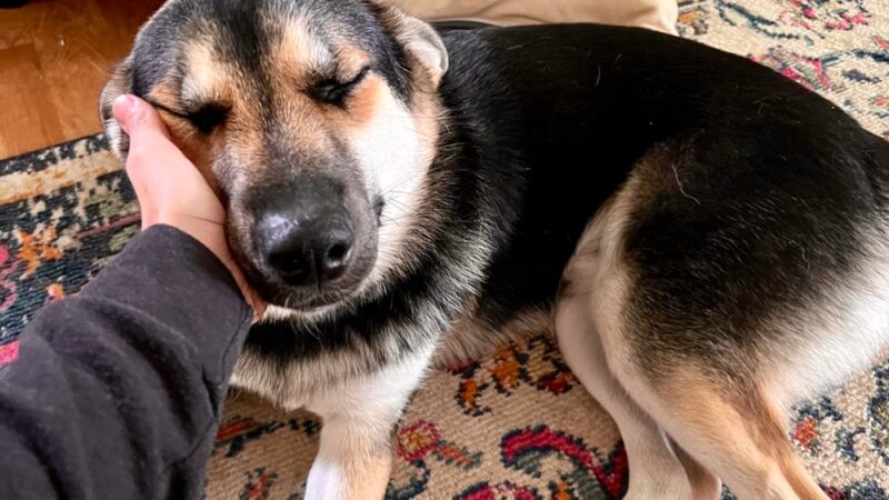 The Spot Doggie Daycare Resort - Kennett, MO