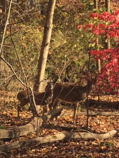 Anson B. Nixon Park - Kennett Square, PA