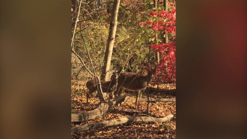 Anson B. Nixon Park - Kennett Square, PA