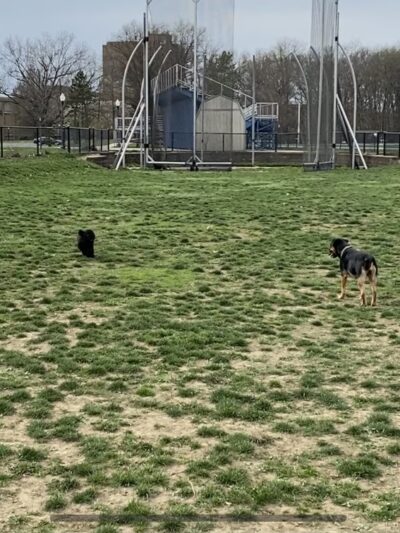 Dog Park (Unofficial) - Kent, OH