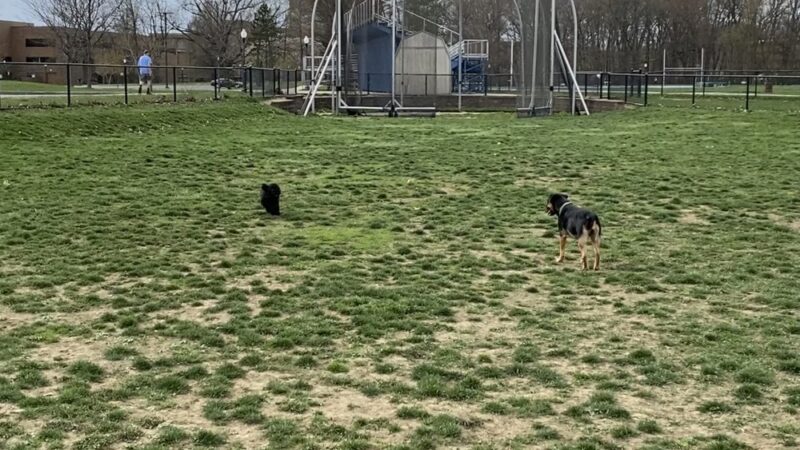 Dog Park (Unofficial) - Kent, OH