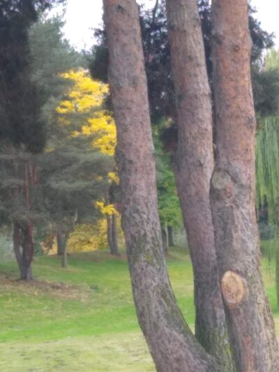 Foster Park - Kent, WA