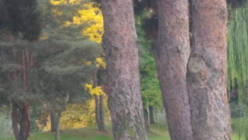 Foster Park - Kent, WA