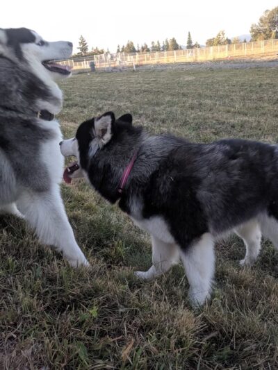 Kent Interim Dog Park - Kent, WA