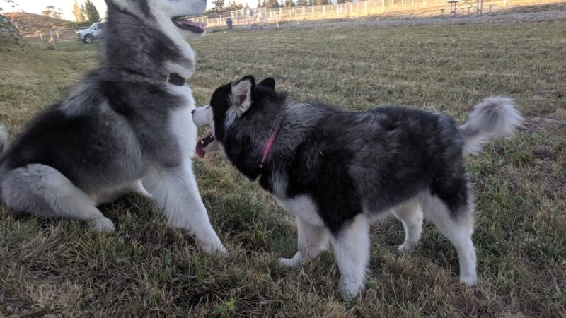Kent Interim Dog Park - Kent, WA