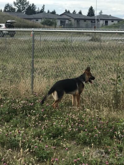 Kent Interim Dog Park - Kent, WA
