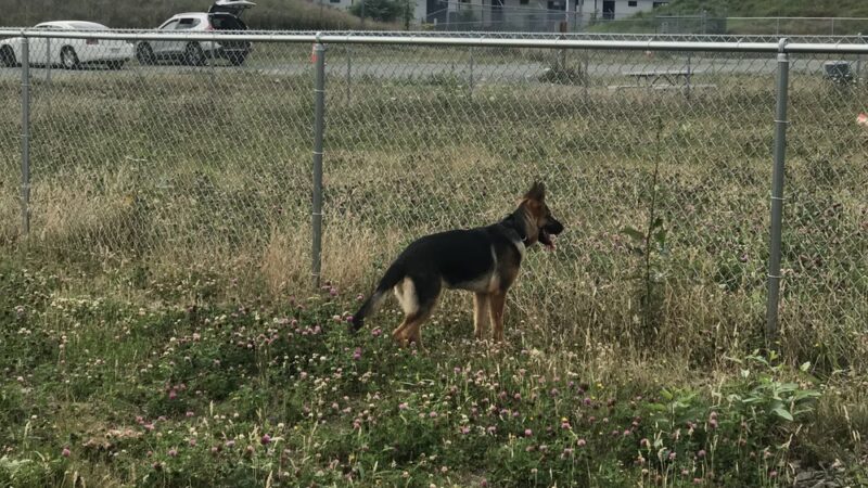 Kent Interim Dog Park - Kent, WA