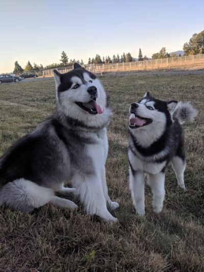 Kent Interim Dog Park - Kent, WA