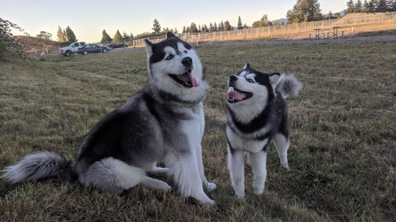 Kent Interim Dog Park - Kent, WA