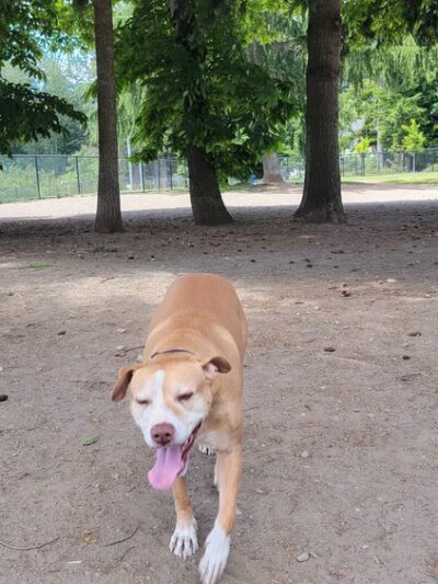 Morrill Meadows Dog Park - Kent, WA