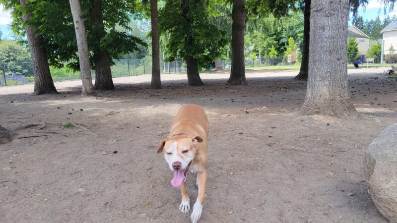 Morrill Meadows Dog Park - Kent, WA