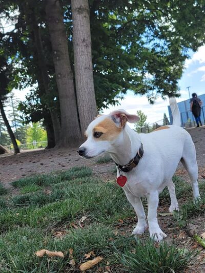 Morrill Meadows Dog Park - Kent, WA
