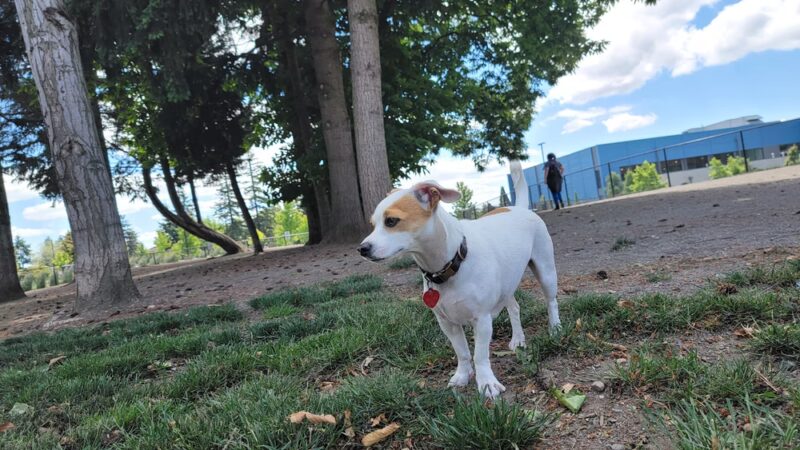 Morrill Meadows Dog Park - Kent, WA