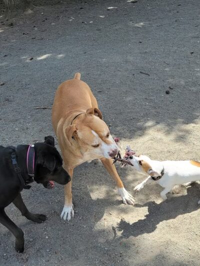 Morrill Meadows Dog Park - Kent, WA