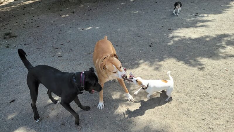 Morrill Meadows Dog Park - Kent, WA