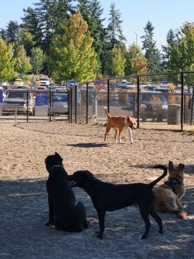 Morrill Meadows Dog Park - Kent, WA