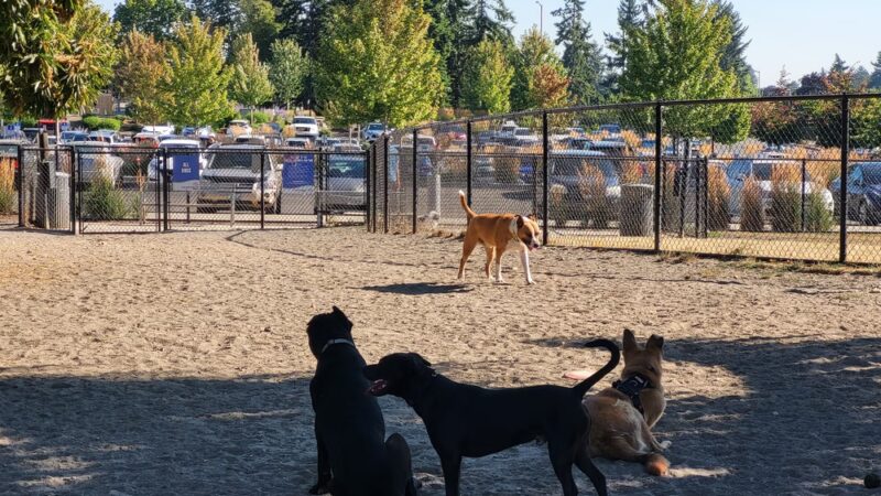 Morrill Meadows Dog Park - Kent, WA